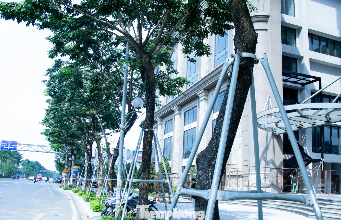 Nhiều tuyến đường ở Thủ đô như Võ Chí Công, Phạm Văn Đồng...hàng loạt cây xanh đang giai đoạn sinh trưởng mạnh mẽ cùng chịu chung số phận bị siết chặt bởi những vòng sắt.