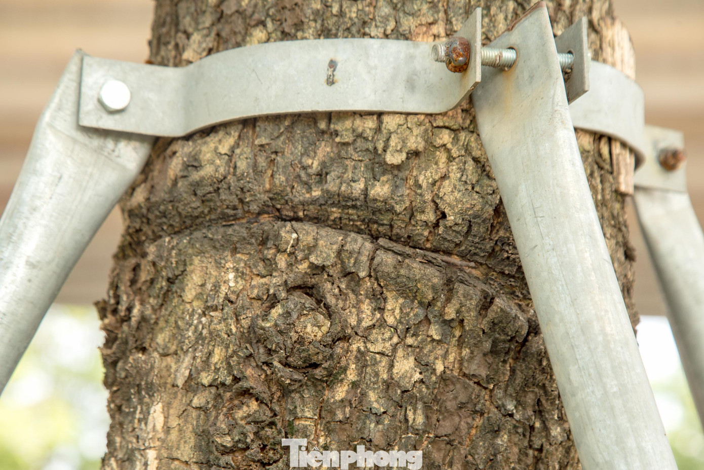 Các vòng sắt ôm chặt thân cây, in hằn vết sâu vào cây bóp nghẹt sự phát triển của hàng cây xanh.