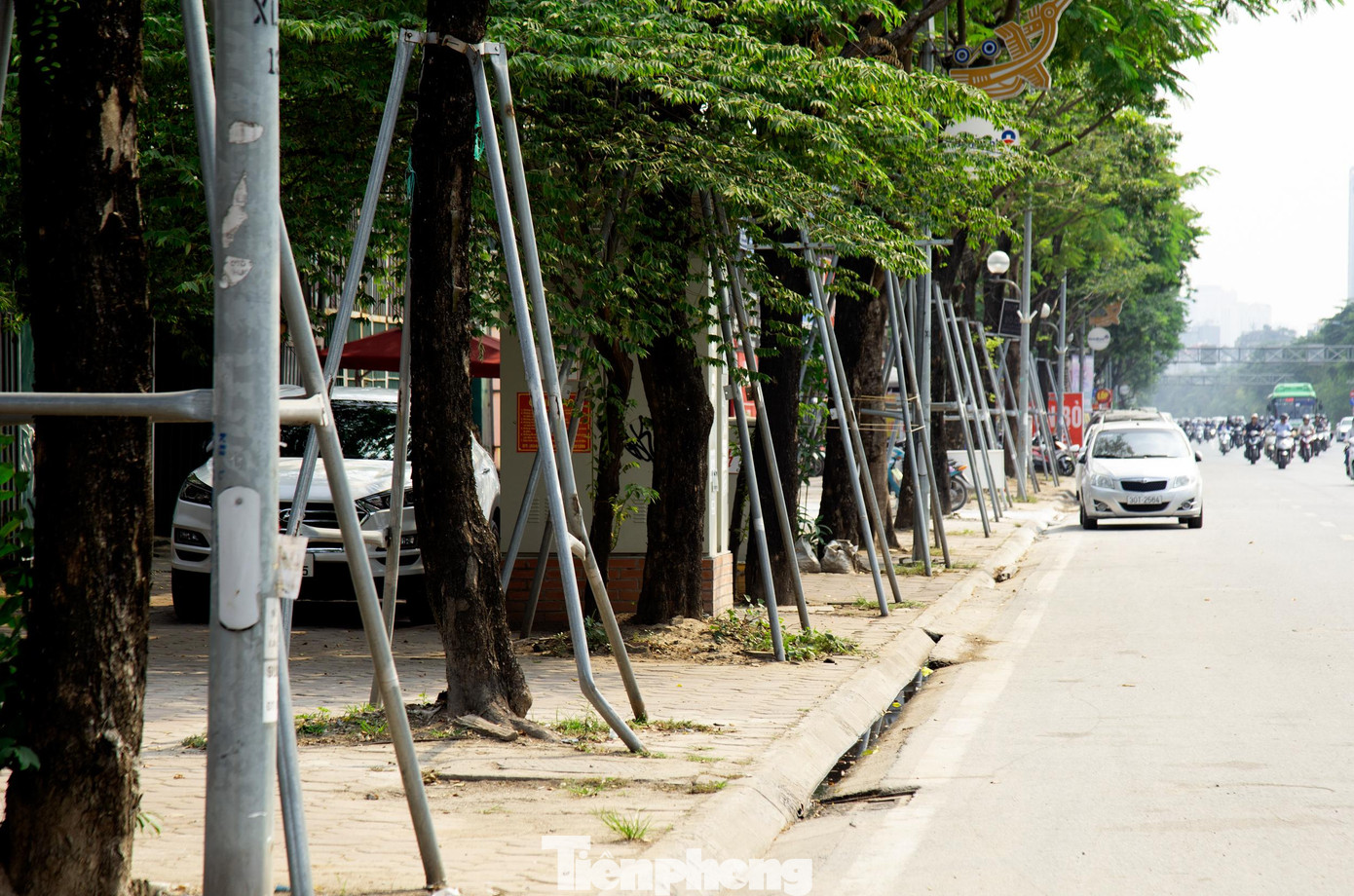 Trước việc hàng loạt cây xanh bị bức tử ở Hà Nội, Sở Xây dựng đề nghị UBND các quận, huyện, thị xã chỉ đạo, đôn đốc các đơn vị được giao quản lý cây bóng mát kiểm tra, rà soát, gia cố cọc chống, nới đai hoặc thay đai sắt của cây bóng mát.