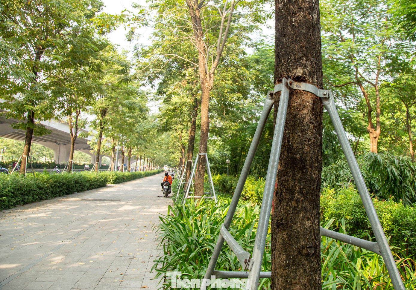 Khi cây xanh đã phát triển vững chắc, đang trong giai đoạn sinh trưởng mạnh mẽ đáng lý các khung sắt phải được nới lỏng hoặc tháo bỏ, tuy nhiên việc đó vẫn chưa được thực hiện.