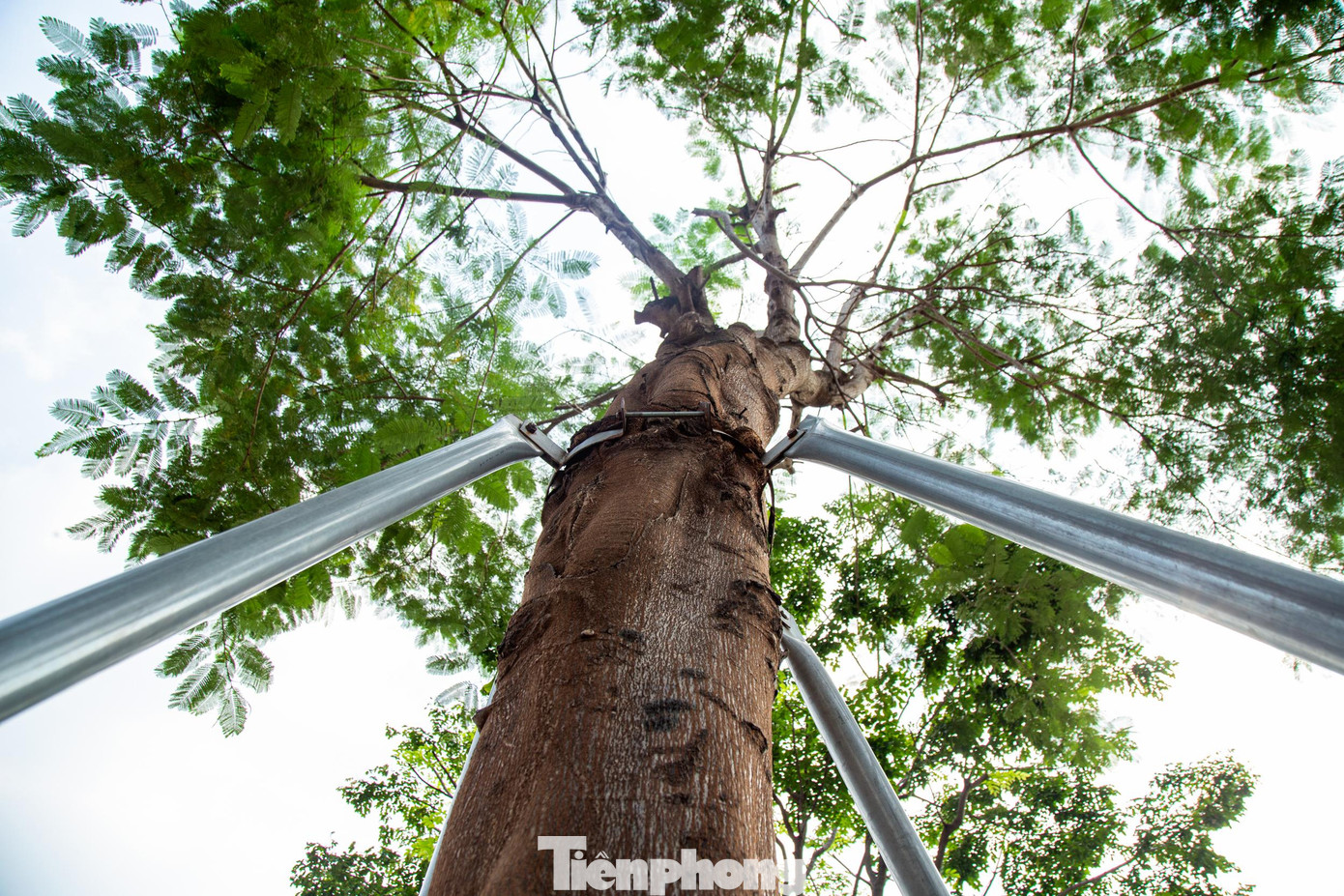 Những chiếc vòng khung sắt, giá đỡ được lắp để bảo vệ cây trồng mới, tránh bị xiêu vẹo, lật đổ đáng lý chỉ giúp cây xanh đứng vững trong khoảng thời gian mới được trồng...