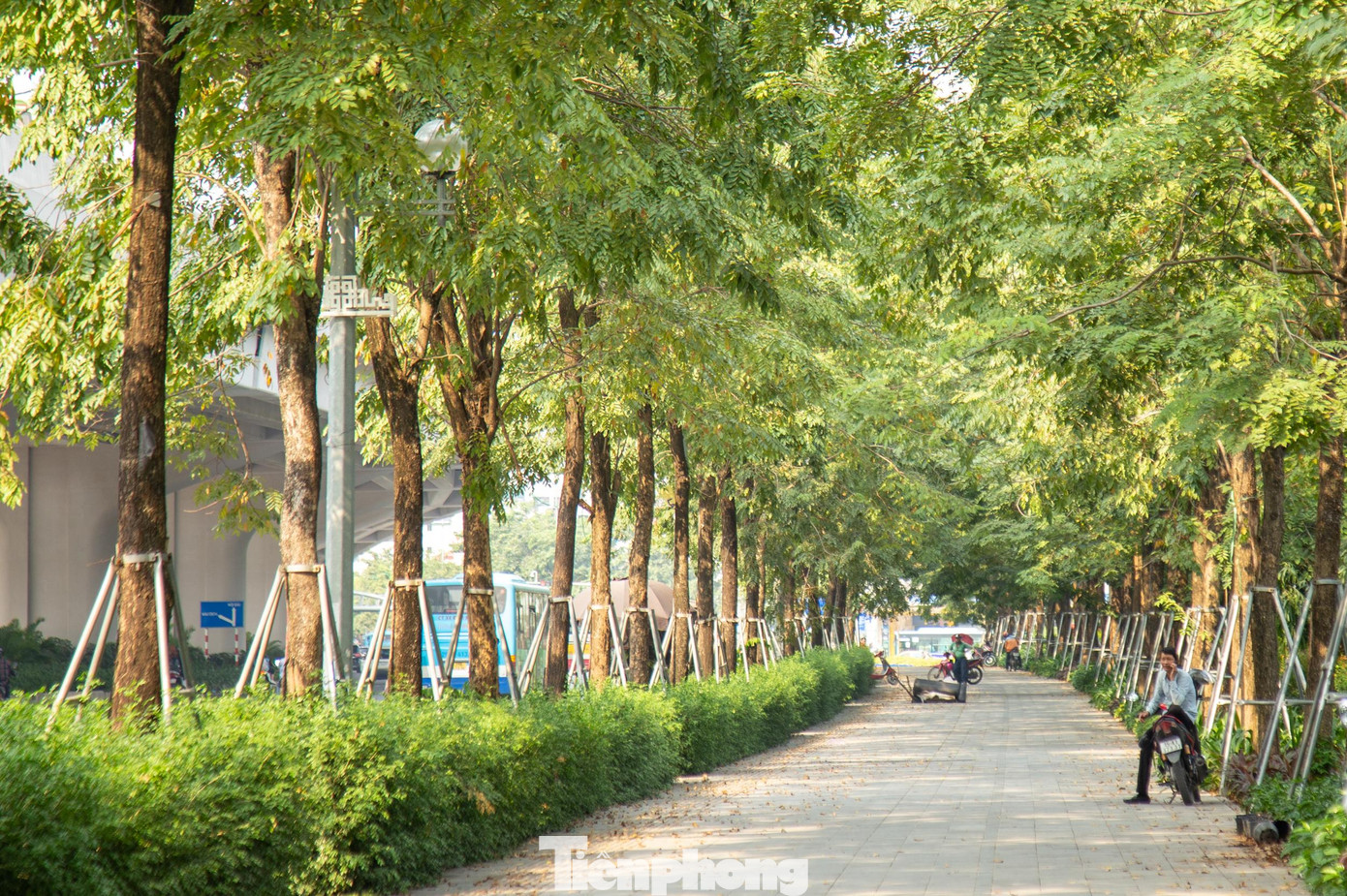 Dọc tuyến đường Phạm Văn Đồng (Bắc Từ Liêm, Hà Nội) hàng cây xanh dọc khu vực công viên Hòa Bình là điểm nhấn, tạo bóng râm mát cho nơi đây cũng trong tình trạng tương tự.