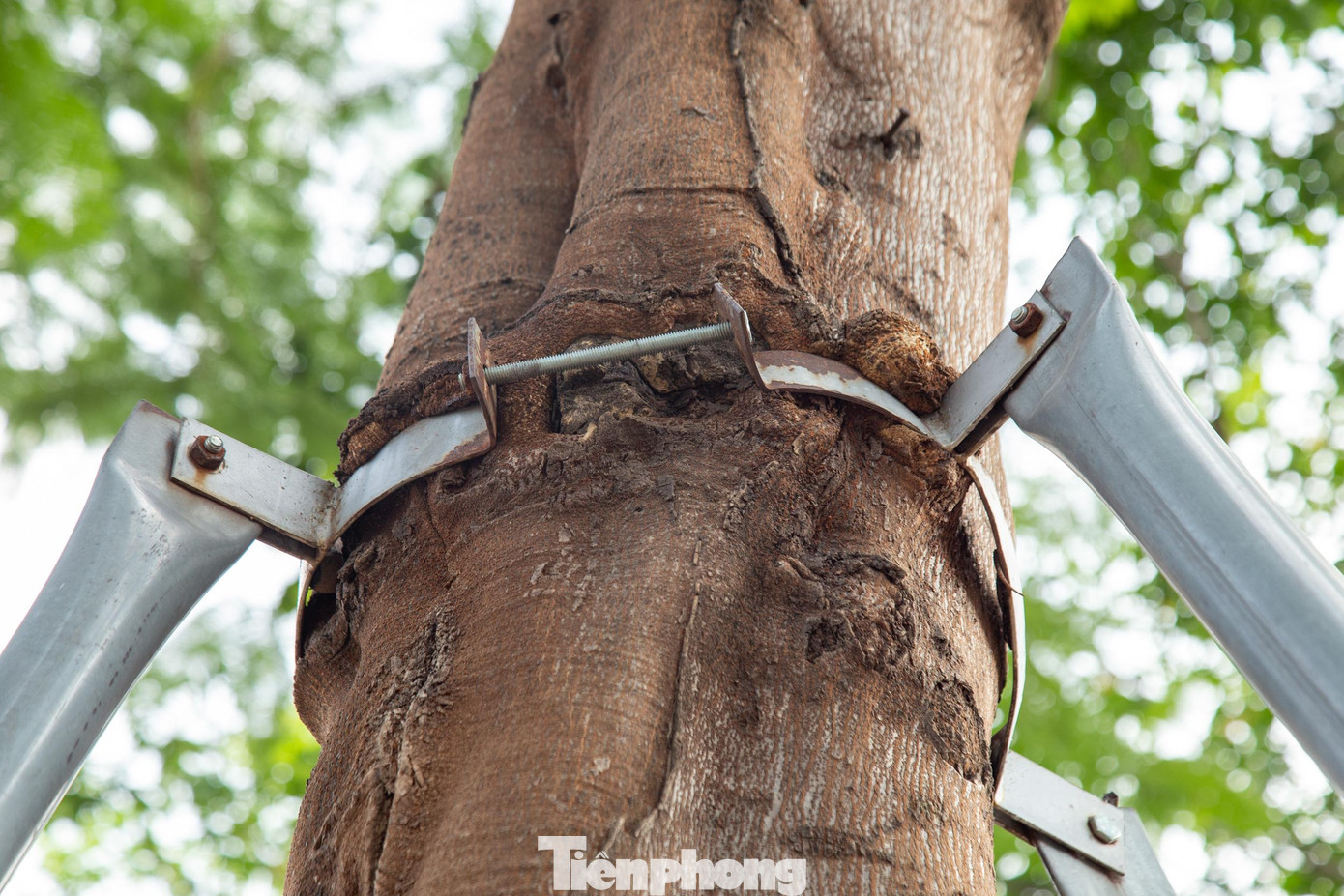 Nhưng chúng tồn tại thời gian dài dù cây trồng đã phát triển khỏe mạnh, những khung sắt này lại làm hại cây không thể phát triển được mạnh mẽ như vốn có.