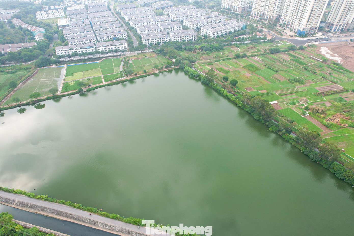 Một phần hồ nước có diện tích hơn 50.000 m2 sắp bị lấp để xây dựng dự án khu đô thị Tân Hoàng Mai của Tân Hoàng Minh. Đây là khu đất đối ứng của dự án đường từ đê sông Hồng đến khu đô thị mới C2 Gamuda Garden được Hà Nội trao Quyết định chủ trương đầu tư và Giấy chứng nhận đăng ký đầu tư dự án từ năm 2018.