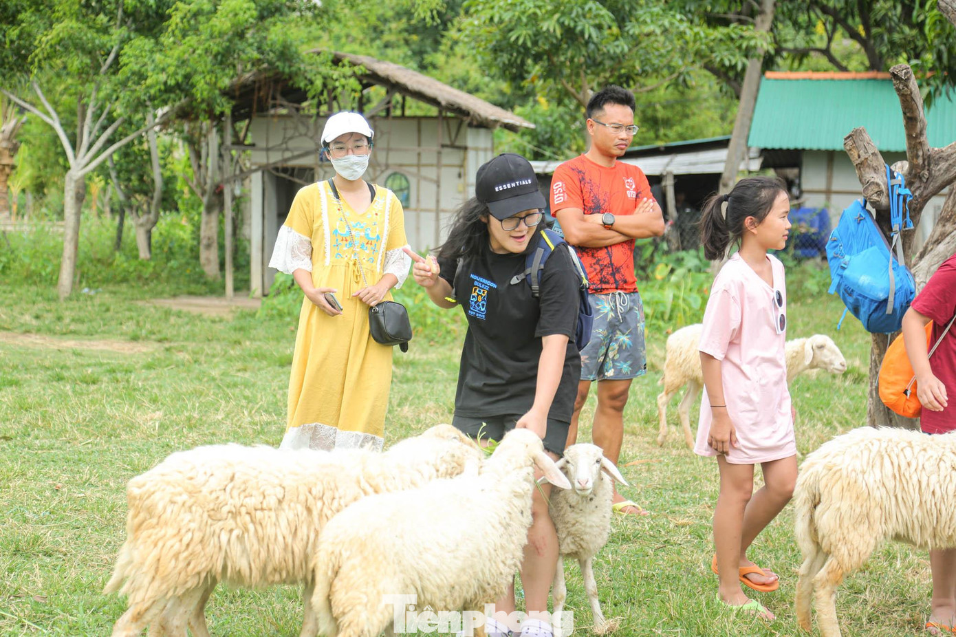 Từ tháng 6 đến tháng 8 là thời điểm lý tưởng nhất để du khách đến đồng cừu.