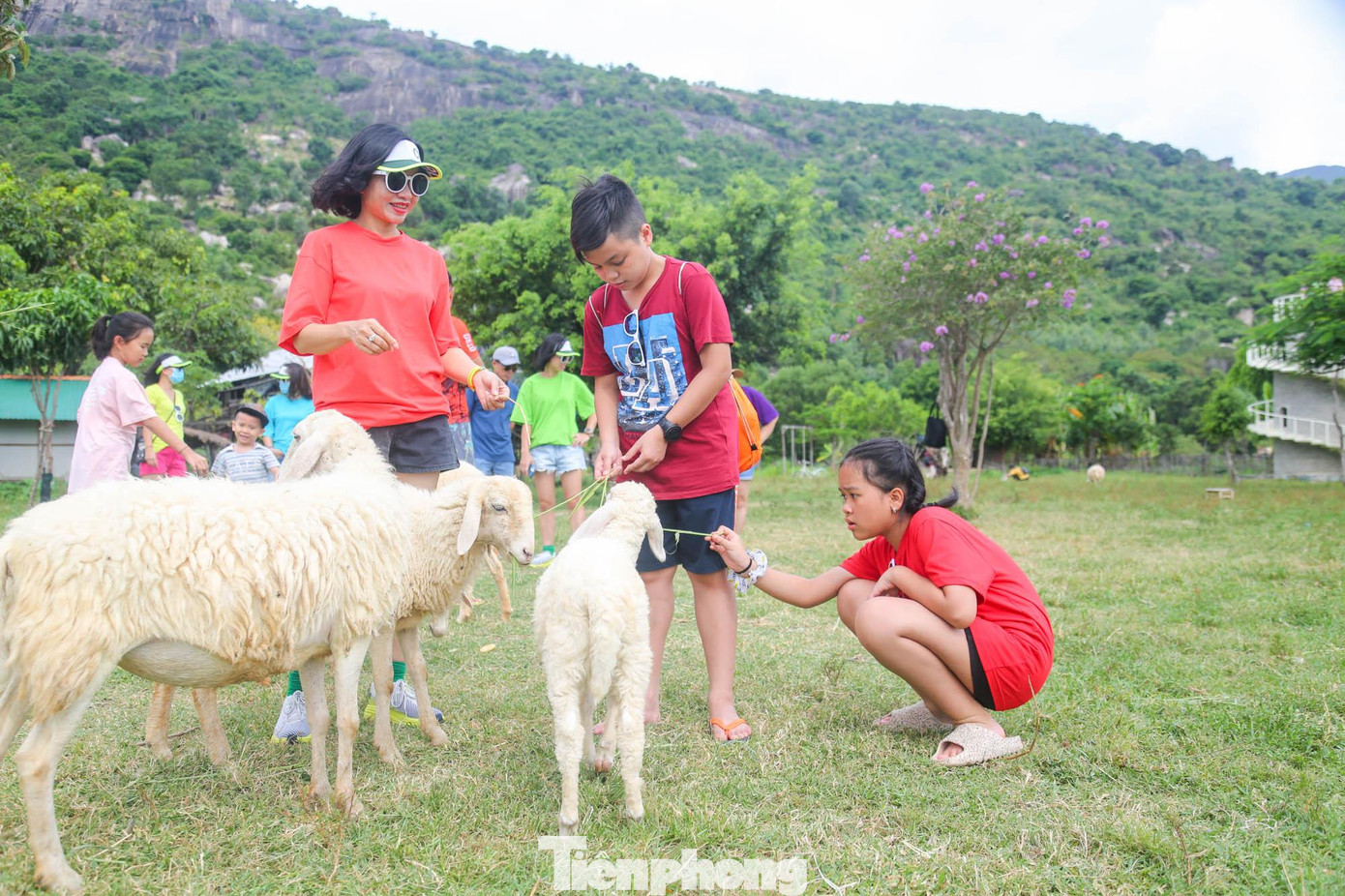 Thời gian gần đây, đồng cừu thu hút rất nhiều du khách với mong muốn tham gia các hoạt động trải nghiệm thực tế đồng quê.