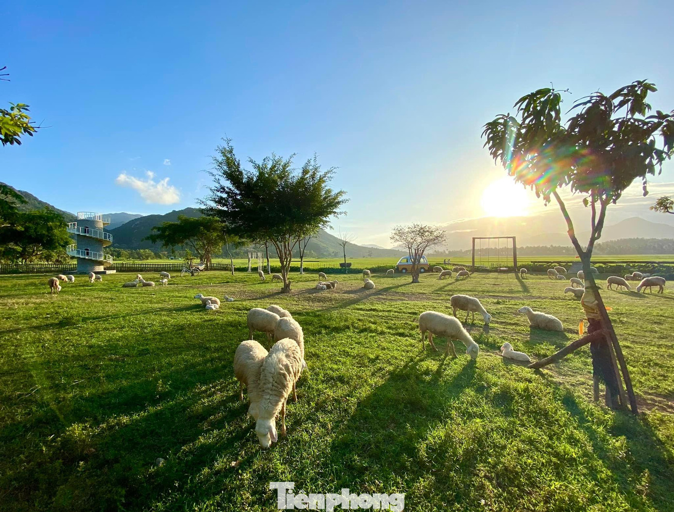 Đồng cừu Suối Tiên hiện có gần 100 con cừu được nuôi thả.