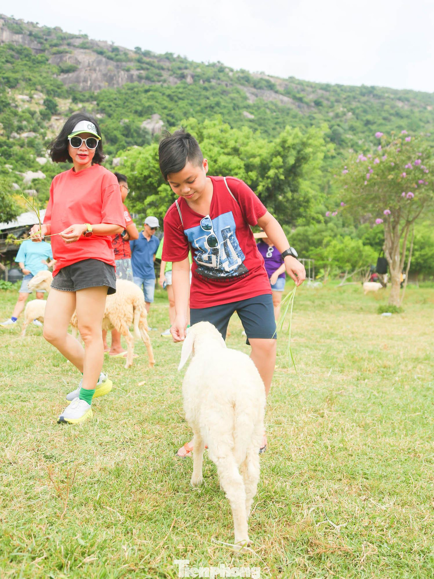 Lần đầu tiên được tận tay cho cừu ăn, vui chơi cùng những con cừu, các bạn nhỏ không khỏi phấn khích.
