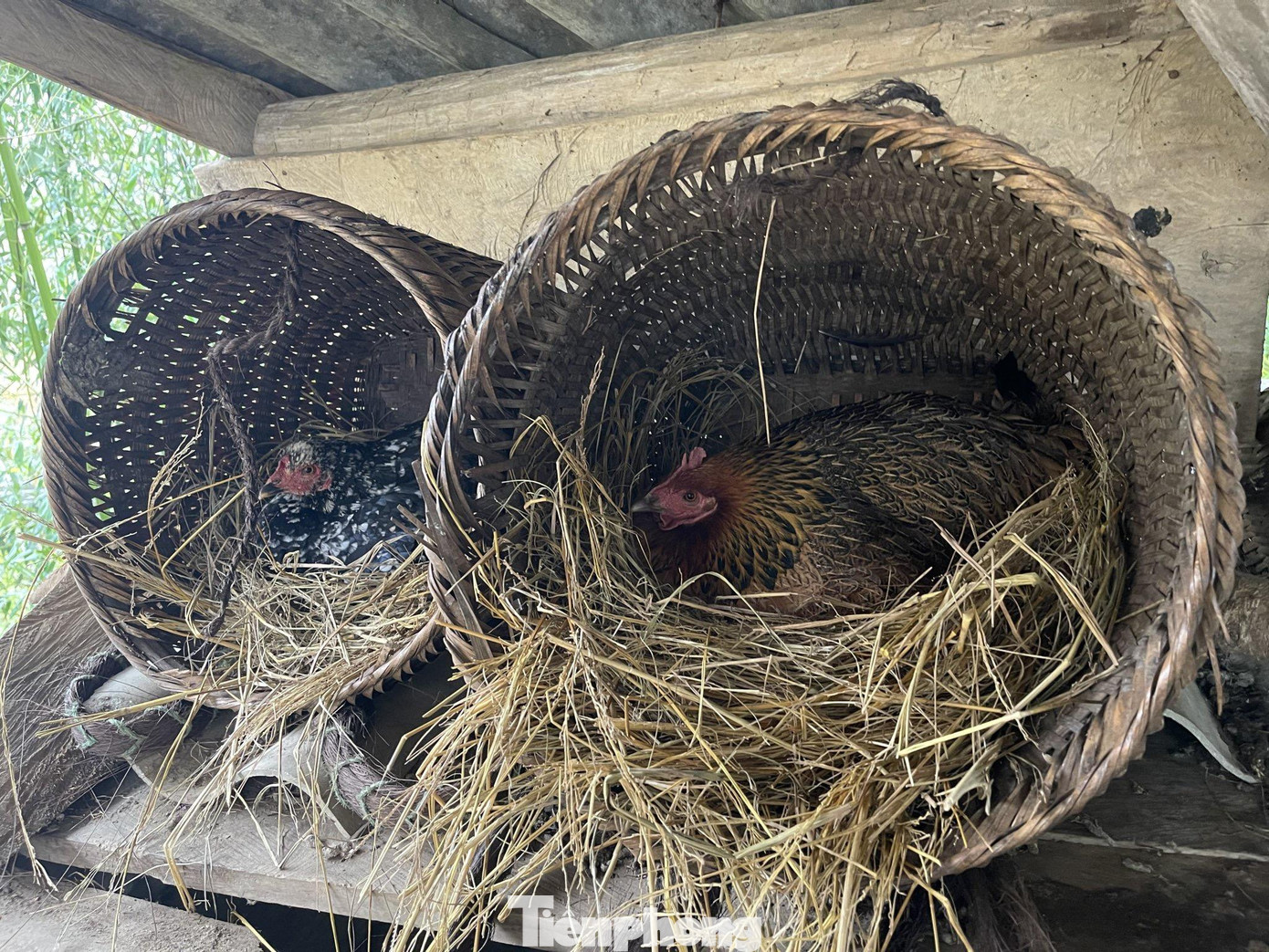 Người dân gia cố, giữ ấm cho gia súc, gia cầm trước tiết trời khắc nghiệt.