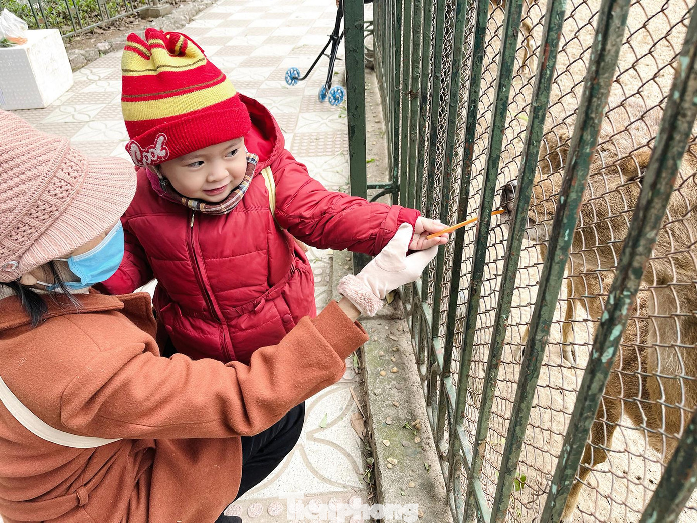 Bé Bún 2 tuổi vô cùng thích thú khi cho chú cừu ăn, đây cũng là lần đầu tiên bé được ông bà cho đi vui chơi tại công viên Thủ Lệ.