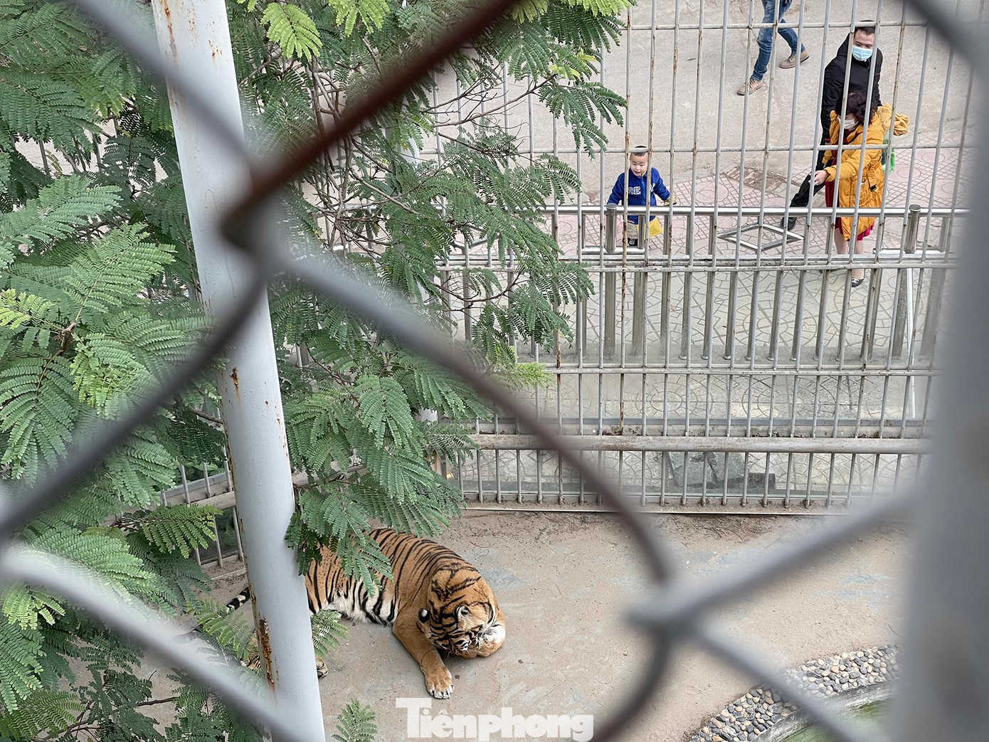 Các em nhỏ vô cùng thích thú khi lần đầu được ngắm nhìn "chúa tể sơn lâm".