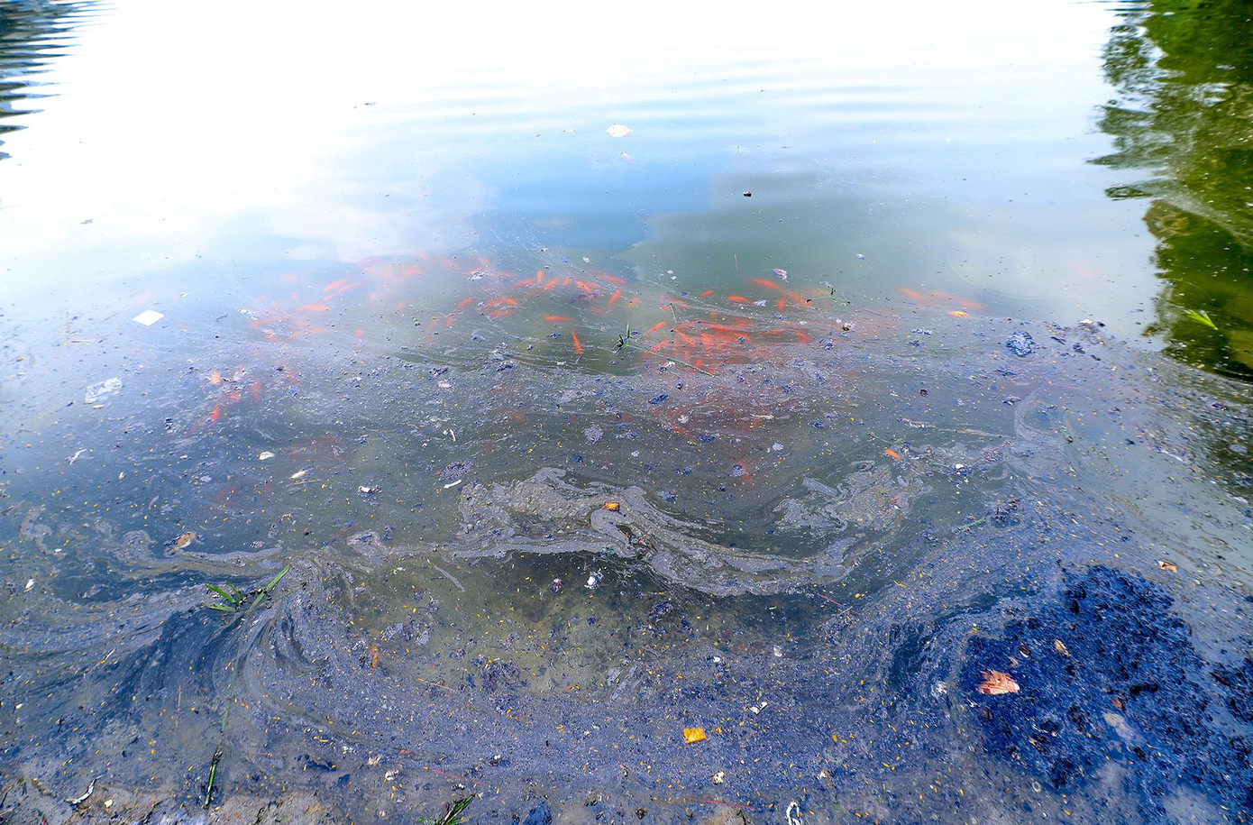 Theo quan niệm sau lễ cúng ông Công ông Táo, người dân có thói quen tỉa chân nhang sau đó hoá số chân nhang này cùng với tàn tro, mang ra thả xuống ao, hồ cùng với thả cá. Điều này làm môi trường sống của cá bị ảnh hưởng nghiêm trọng.