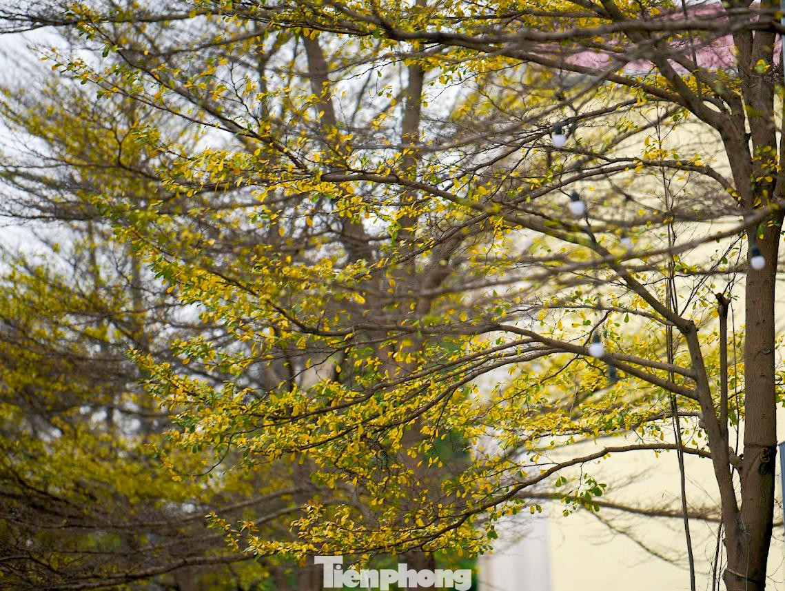 Mùa lá vàng khiến mọi người đều có chút bâng khuâng khi đi dưới những con đường lãng mạn.