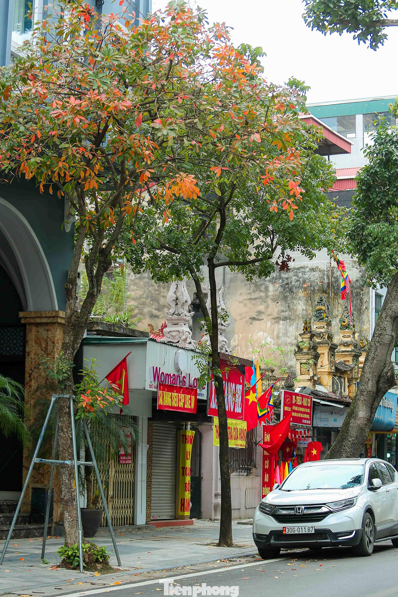 Từng tán lá vàng, lá đỏ đưa mình theo gió, nổi bật cả một góc trời.