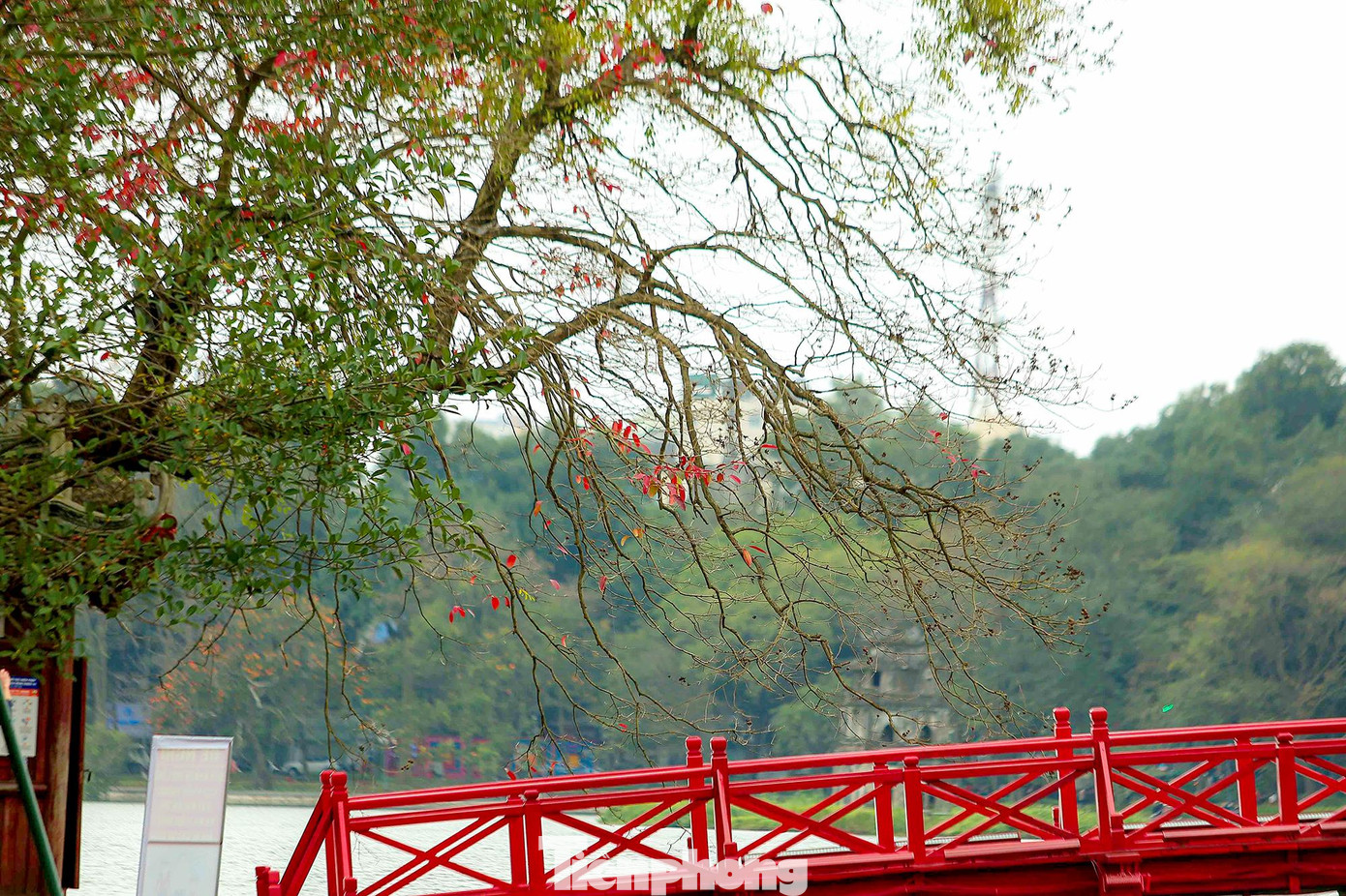 Một Hà Nội dịu dàng, một Hà Nội nên thơ, đi giữa phố phường Thủ đô những ngày này cứ ngỡ như đang &quot;lạc bước&quot; ở trời Âu.