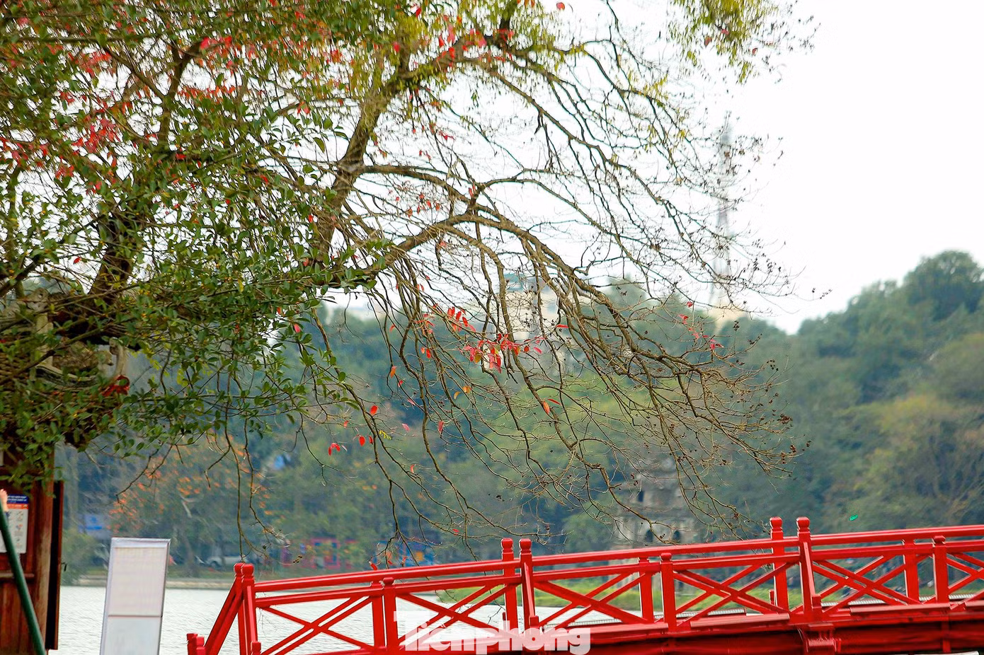 Một Hà Nội dịu dàng, một Hà Nội nên thơ, đi giữa phố phường Thủ đô những ngày này cứ ngỡ như đang "lạc bước" ở trời Âu.