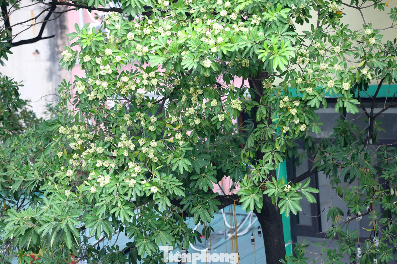 Vào đêm và sáng sớm, mùi hoa sữa càng hắc và nồng nặc, nhiều người gặp tình trạng đau đầu, choáng ngợp khi hít thở lâu.