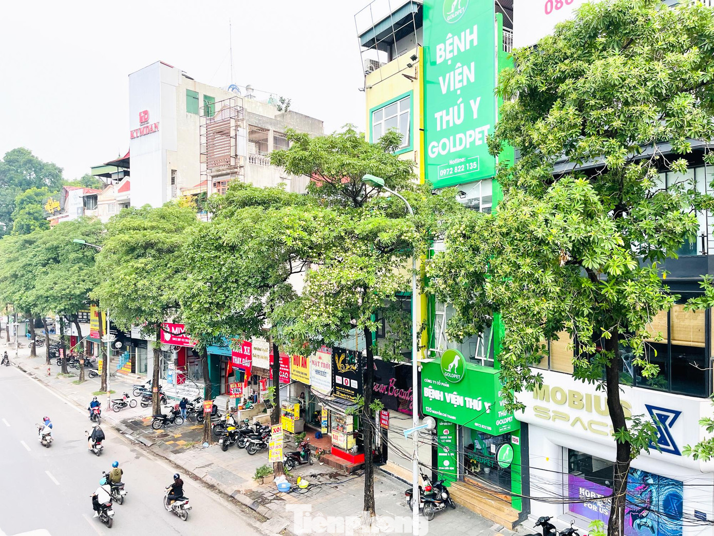 Đại diện Ban Quản lý dự án (QLDA) quận Đống Đa (Hà Nội) cho biết, cùng với việc chỉnh trang lại hè đường phố Nguyễn Chí Thanh, quận đang đề xuất di chuyển bớt hàng chục cây hoa sữa khỏi tuyến phố này để hạn chế ảnh hưởng đến đời sống người dân.