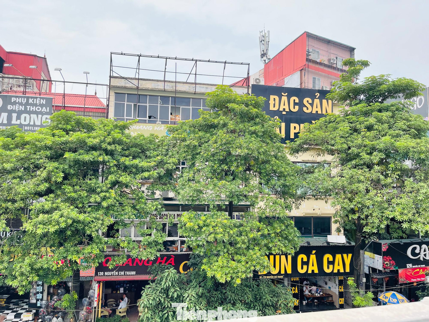 Vào buổi tối, hương hoa sữa toả ra ngào ngạt, do đó việc sinh hoạt, ăn ở của các hộ dân bên cạnh cây hoa sữa gặp khá nhiều bất tiện.