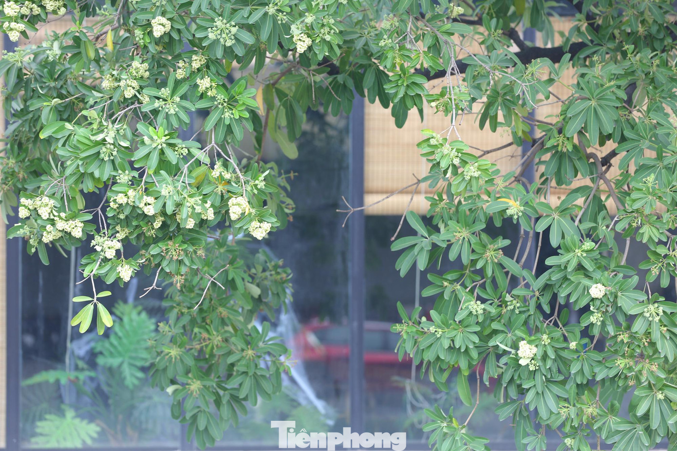 Buổi tối, nhiều gia đình thay vì mở cửa sổ vừa để thông thoáng vừa để hít thở không khí mùa thu thì hiện phải đóng kín cửa để ngăn mùi hoa bay vào nhà.