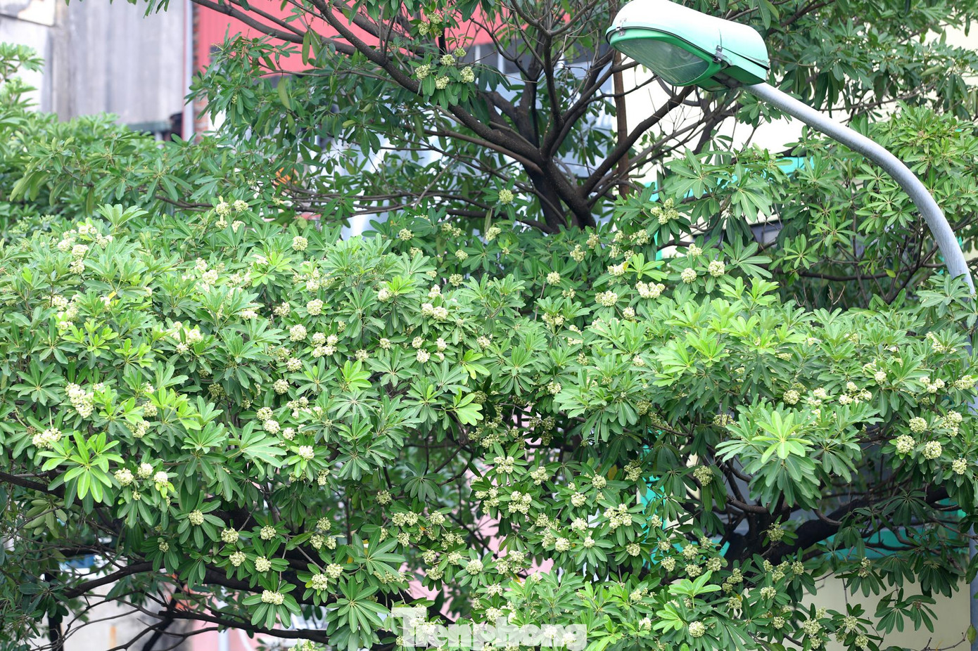 Trên phố Nguyễn Chí Thanh, dọc hai bên đường từ cầu vượt giao với đường Láng kéo dài đến ngã tư giao với phố Huỳnh Thúc Kháng, hoa sữa trồng khá nhiều.