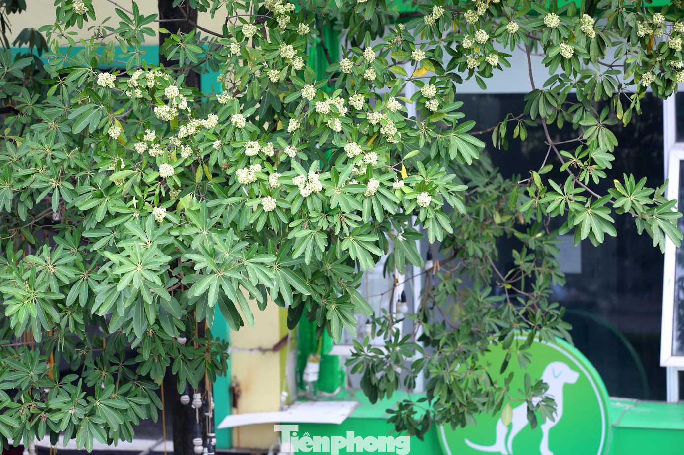 Nhiều gia đình sống ở đây cảm thấy ngột ngạt vì mùi hương hoa quá đậm, nồng.