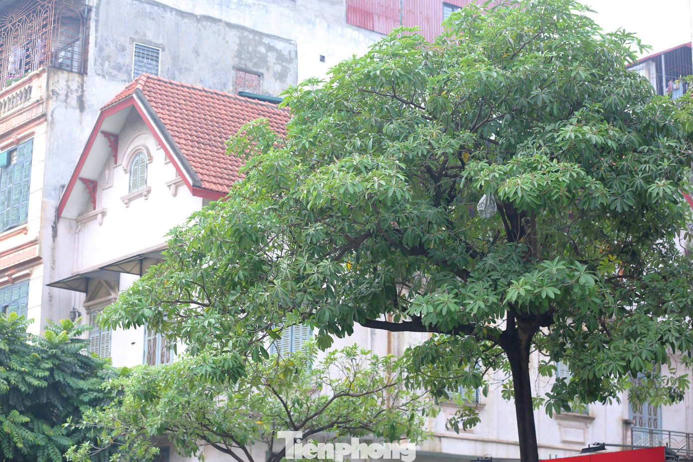 Cây cho nhiều bóng mát vào ban ngày, nhưng buổi tối và sáng sớm, mùi thơm nồng nặc khiến người dân khá khó chịu.