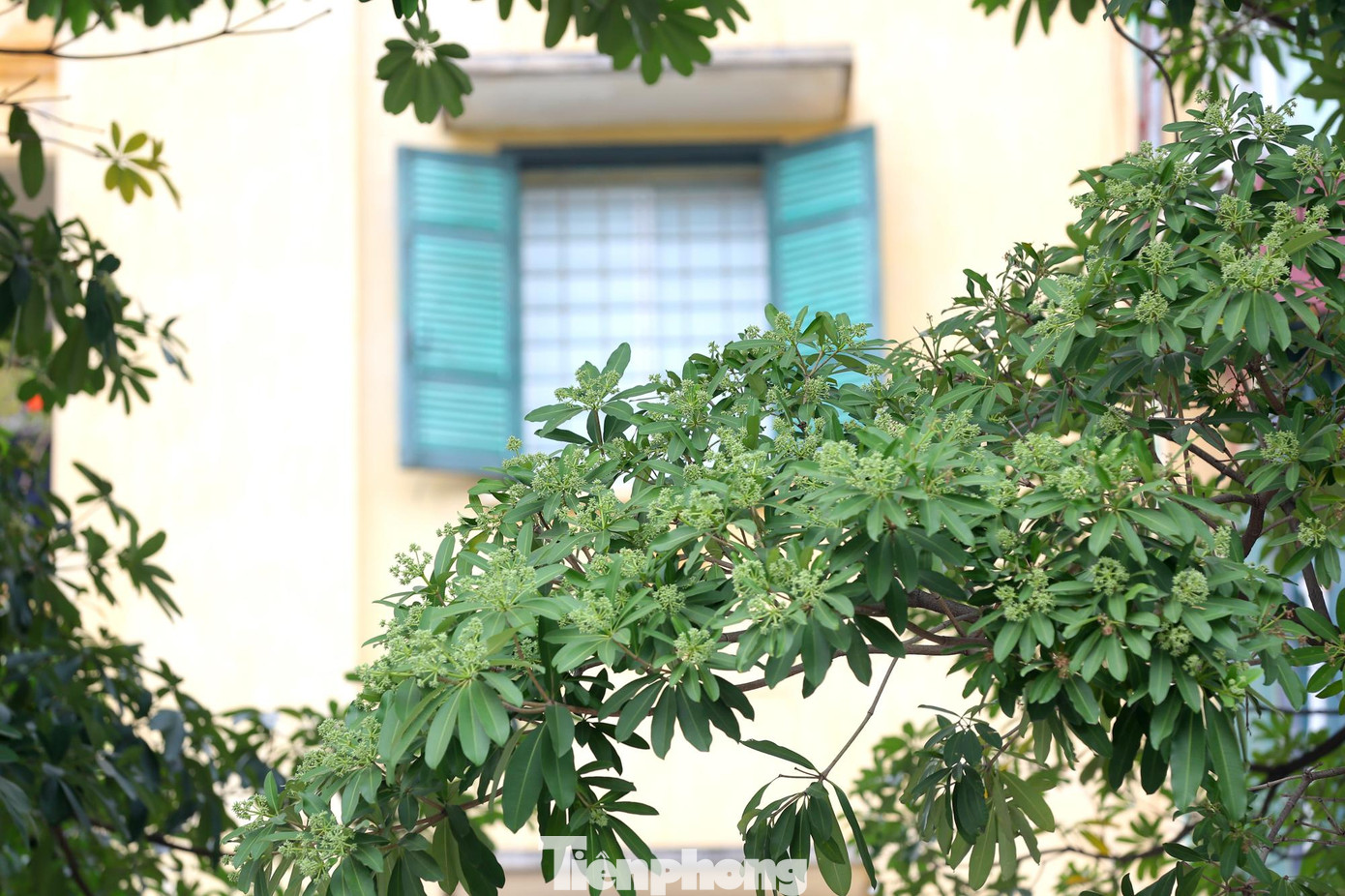 Những cây sữa này đã trồng từ vài chục năm qua, có kích thước rất lớn.