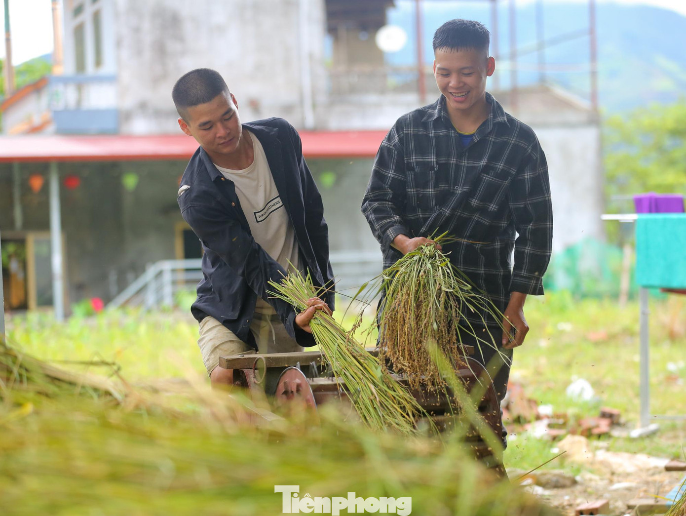 Các bông lúa được tuyển chọn kỹ càng, khi lúa khum ngọn, còn nguyên hương sữa thì cũng là lúc người dân Tú Lệ gặt đem về để làm cốm.