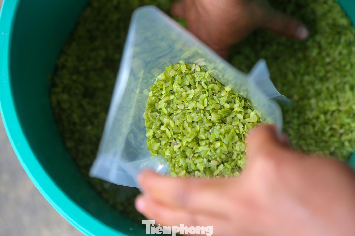 Cốm Tú Lệ từ lâu đã trở thành một món quà độc đáo được nhiều thực khách xa gần ưa chuộng, trở thành món quà quê tinh tuý để mọi người gửi biếu bạn bè, người thân.