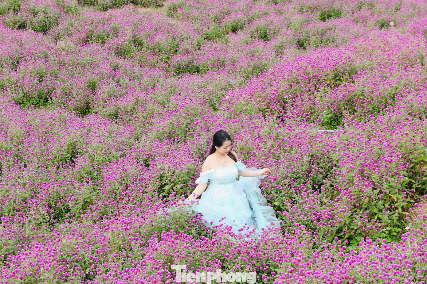 Từ lúc gieo hạt đến khi ra hoa là 4 tháng. Hoa nở khoảng 3 tháng mới tàn. Vườn hoa được phân luống để du khách dễ dàng di chuyển trong quá trình chụp ảnh, không làm rụng, gãy hoa.