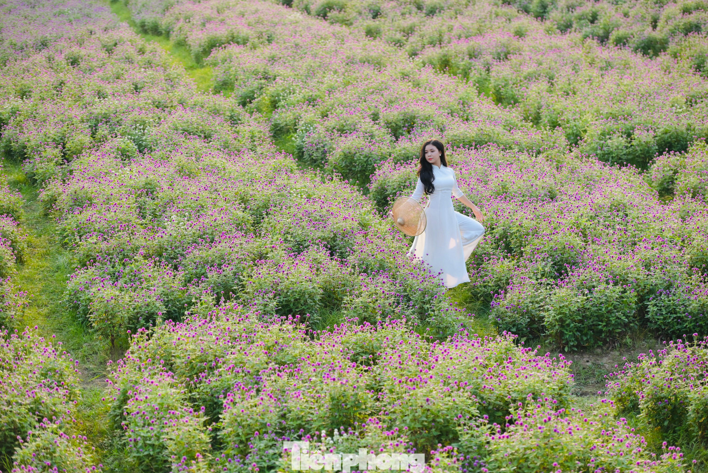 Mỗi cây hoa bách nhật có chiều cao từ 60cm đến 70cm, mật độ hoa mọc dày, phủ màu tím đẹp bắt mắt nên thu hút đông du khách chụp hình và tạo dáng chụp ảnh.