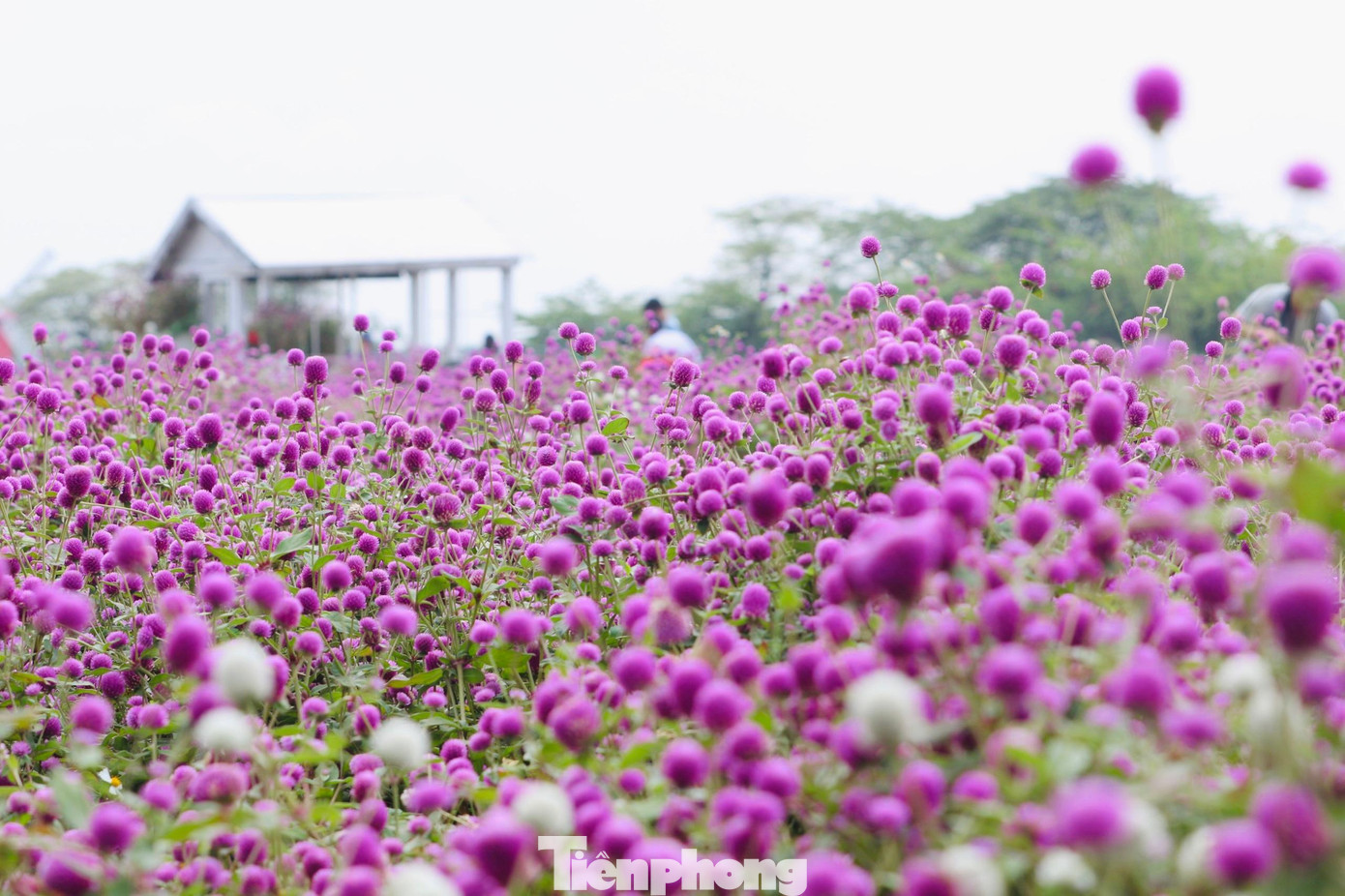 Khu vườn rộng hơn 14.000m2 với khoảng 150.000 cây hoa bách nhật tím thu hút đông các bạn trẻ đến tham quan, chụp ảnh vào các ngày trong tuần.