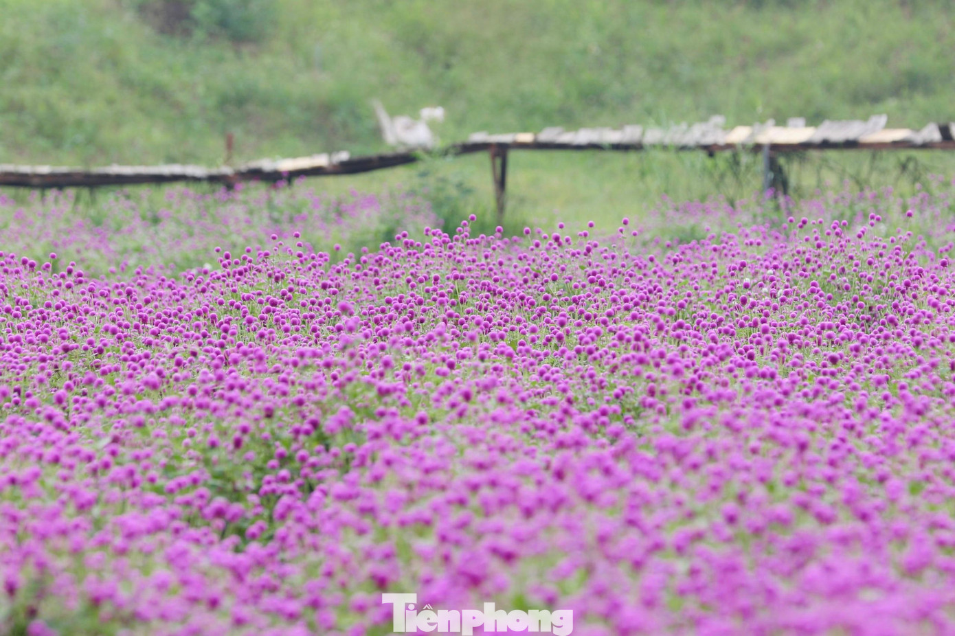 Cúc bách nhật còn có những tên khác như: Bách nhật hồng, thiên nhật hồng, có nguồn gốc từ vùng nhiệt đới nước Mỹ.