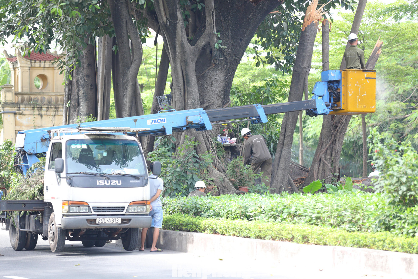 Cành cây được cắt gọn sáng 13/6. Ảnh: Nguyễn Trọng Tài