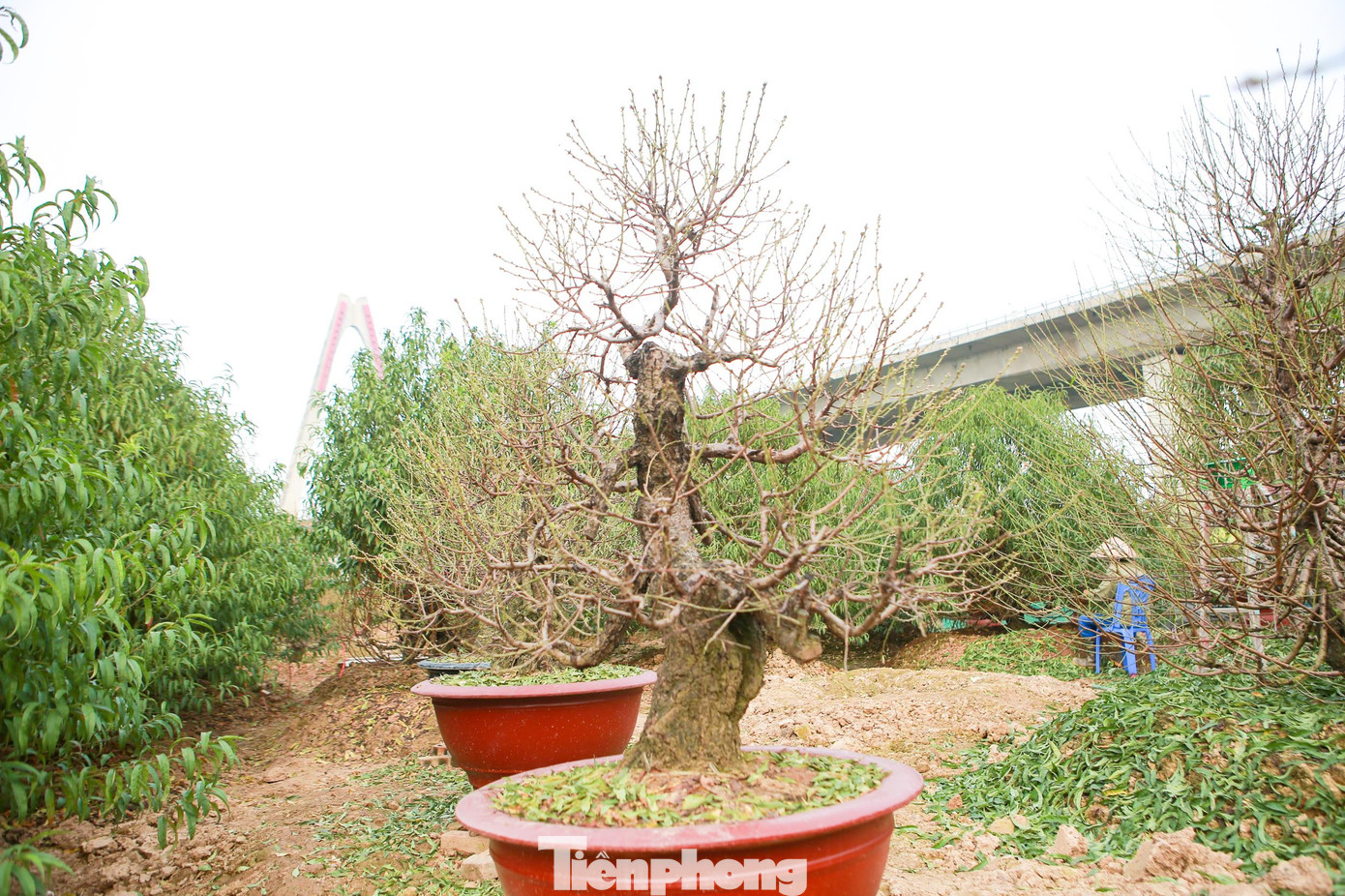"Đào hạt có thời gian dài ngày hơn nên thường tuốt lá vào khoảng từ 15 - 25 tháng 10 âm lịch. Đào bích thời gian ngắn ngày hơn thường tuốt vào khoảng từ 5 - 10 tháng 11 âm lịch. Bên cạnh đó, tùy vào từng loại cây, những cây già yếu thời gian tuốt lá chậm hơn so với những cây to khỏe", chị Hồng Yến chia sẻ.