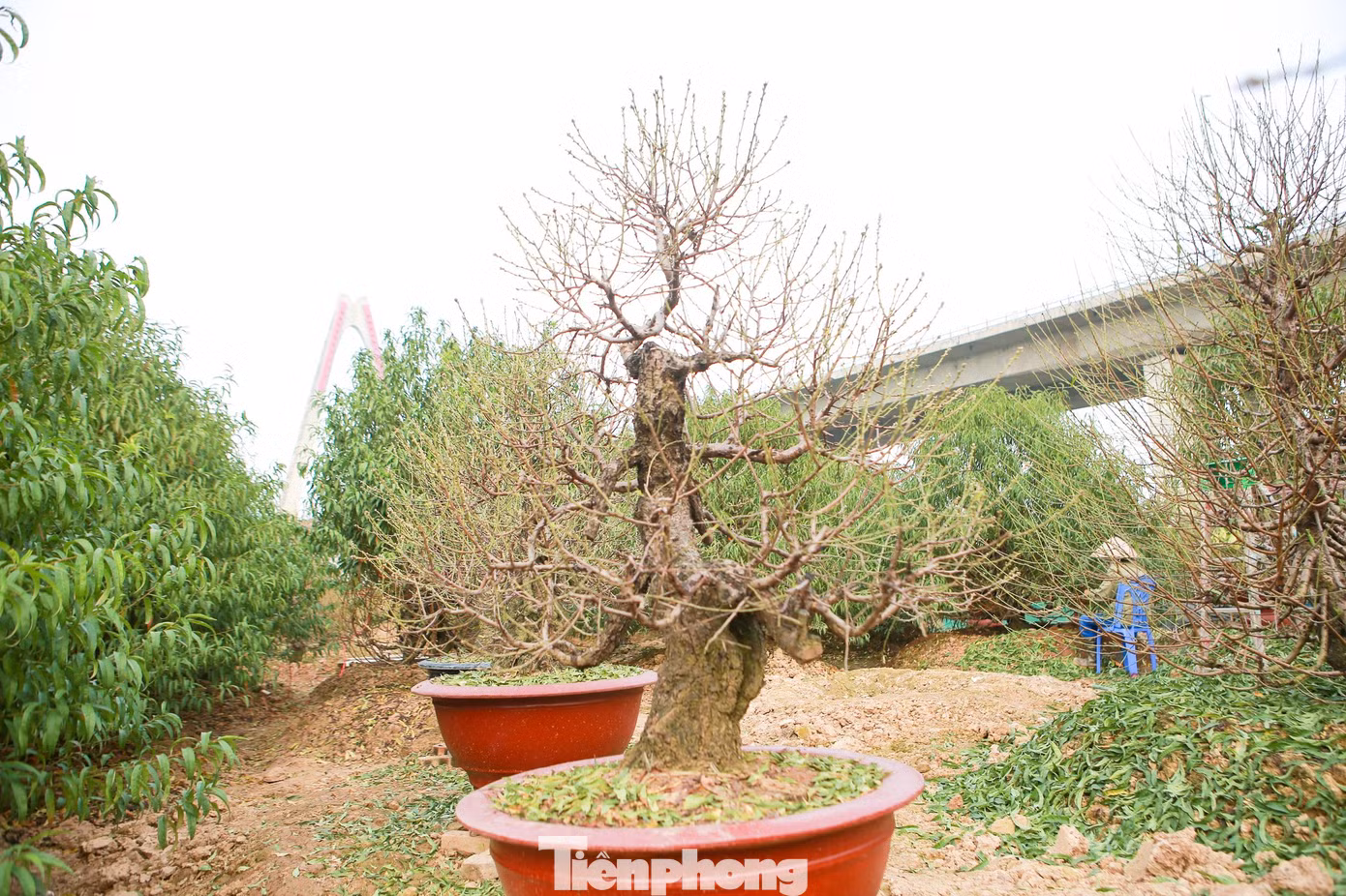 "Đào hạt có thời gian dài ngày hơn nên thường tuốt lá vào khoảng từ 15 - 25 tháng 10 âm lịch. Đào bích thời gian ngắn ngày hơn thường tuốt vào khoảng từ 5 - 10 tháng 11 âm lịch. Bên cạnh đó, tùy vào từng loại cây, những cây già yếu thời gian tuốt lá chậm hơn so với những cây to khỏe", chị Hồng Yến chia sẻ.