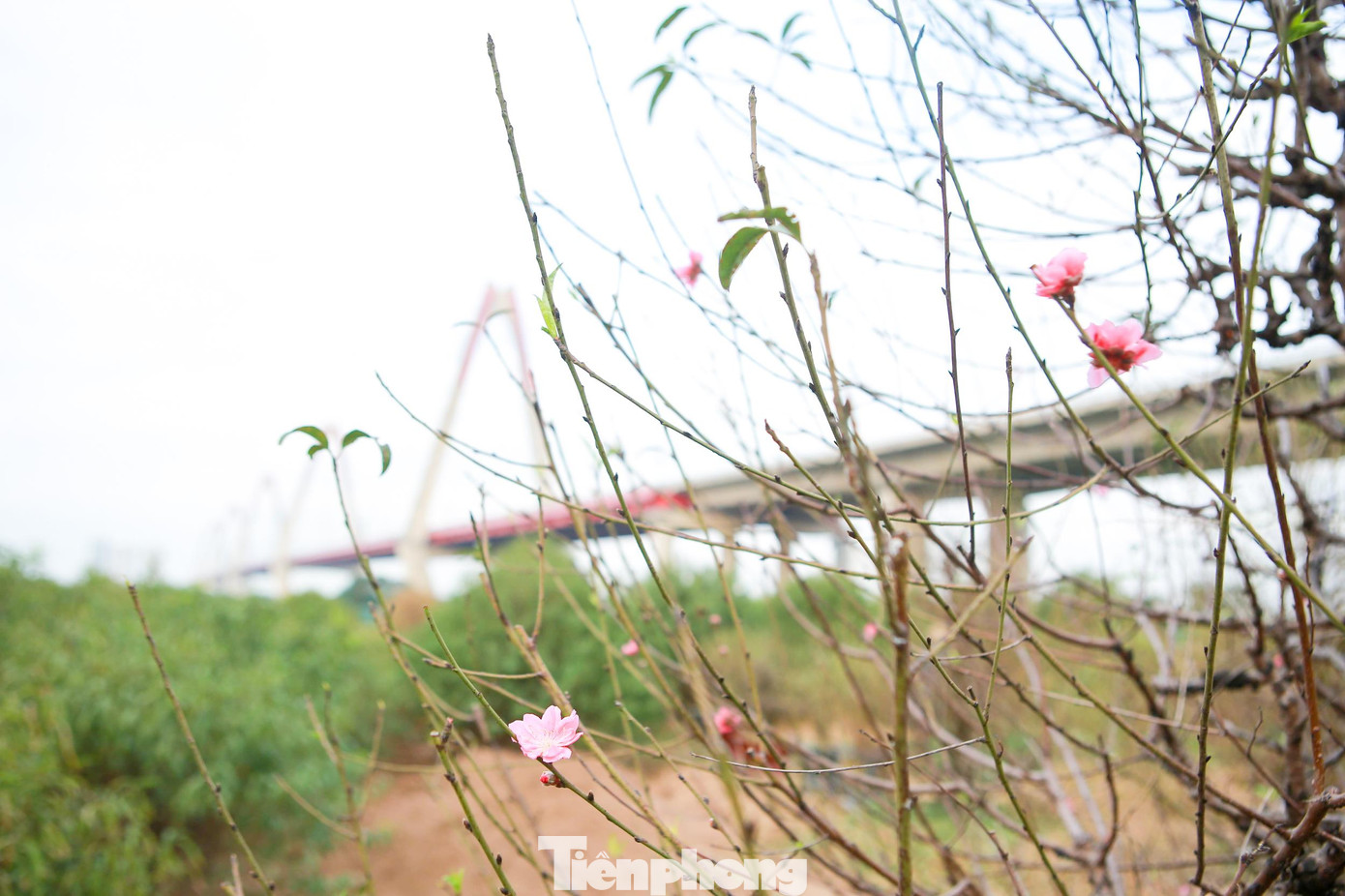 Các cây đào đều được tuốt sạch hết sạch lá và được tạo dáng, chờ ngày ra hoa. Thời điểm này lác đác một số cây đã trổ hoa sớm.