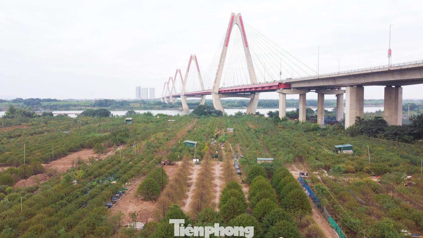 Vào những ngày cuối cùng trong năm, người dân trồng đào Nhật Tân lại tất bật, hối hả những công đoạn cuối cùng chăm sóc đào để chuẩn bị đón Tết Quý Mão.