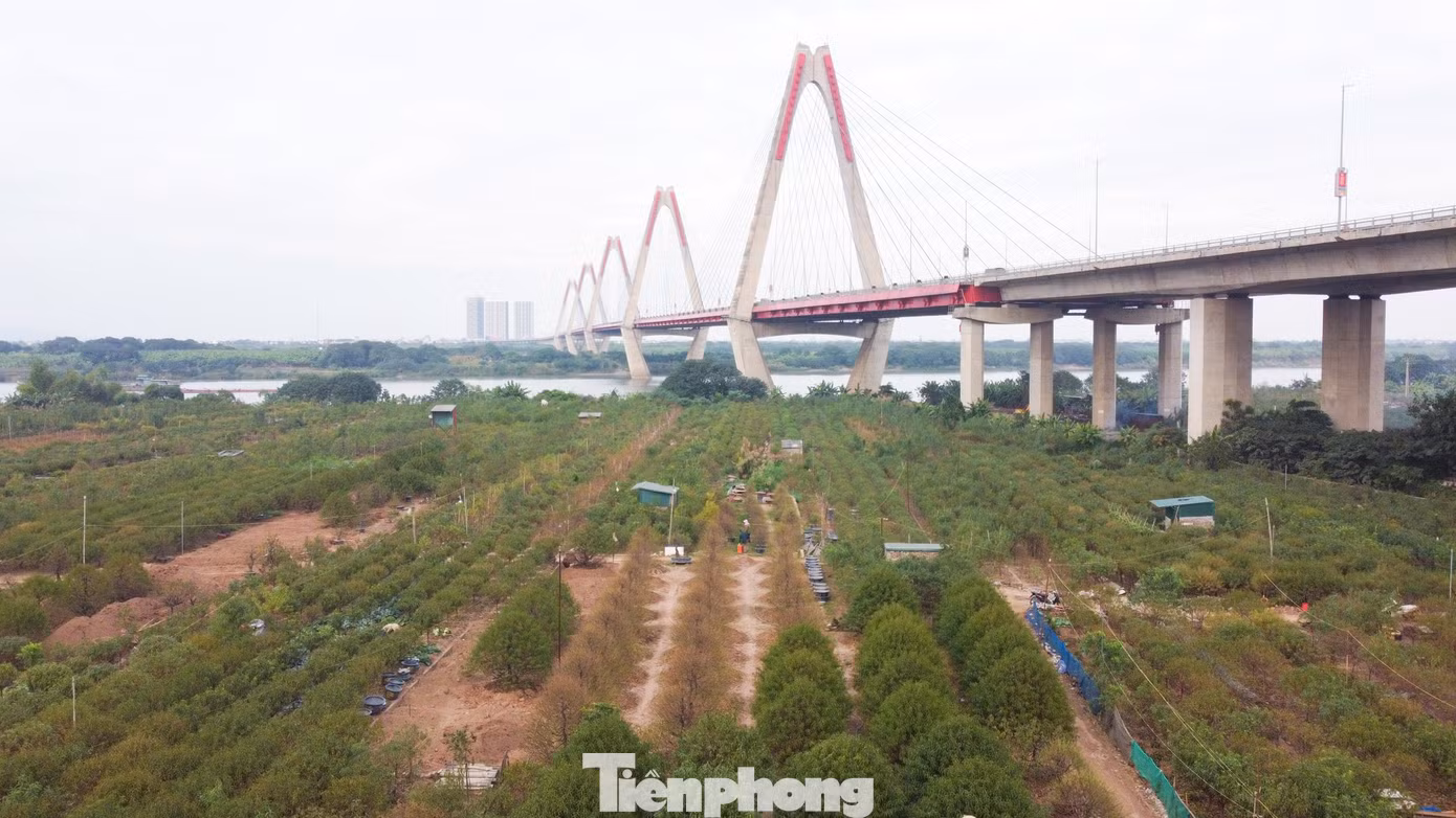 Vào những ngày cuối cùng trong năm, người dân trồng đào Nhật Tân lại tất bật, hối hả những công đoạn cuối cùng chăm sóc đào để chuẩn bị đón Tết Quý Mão.