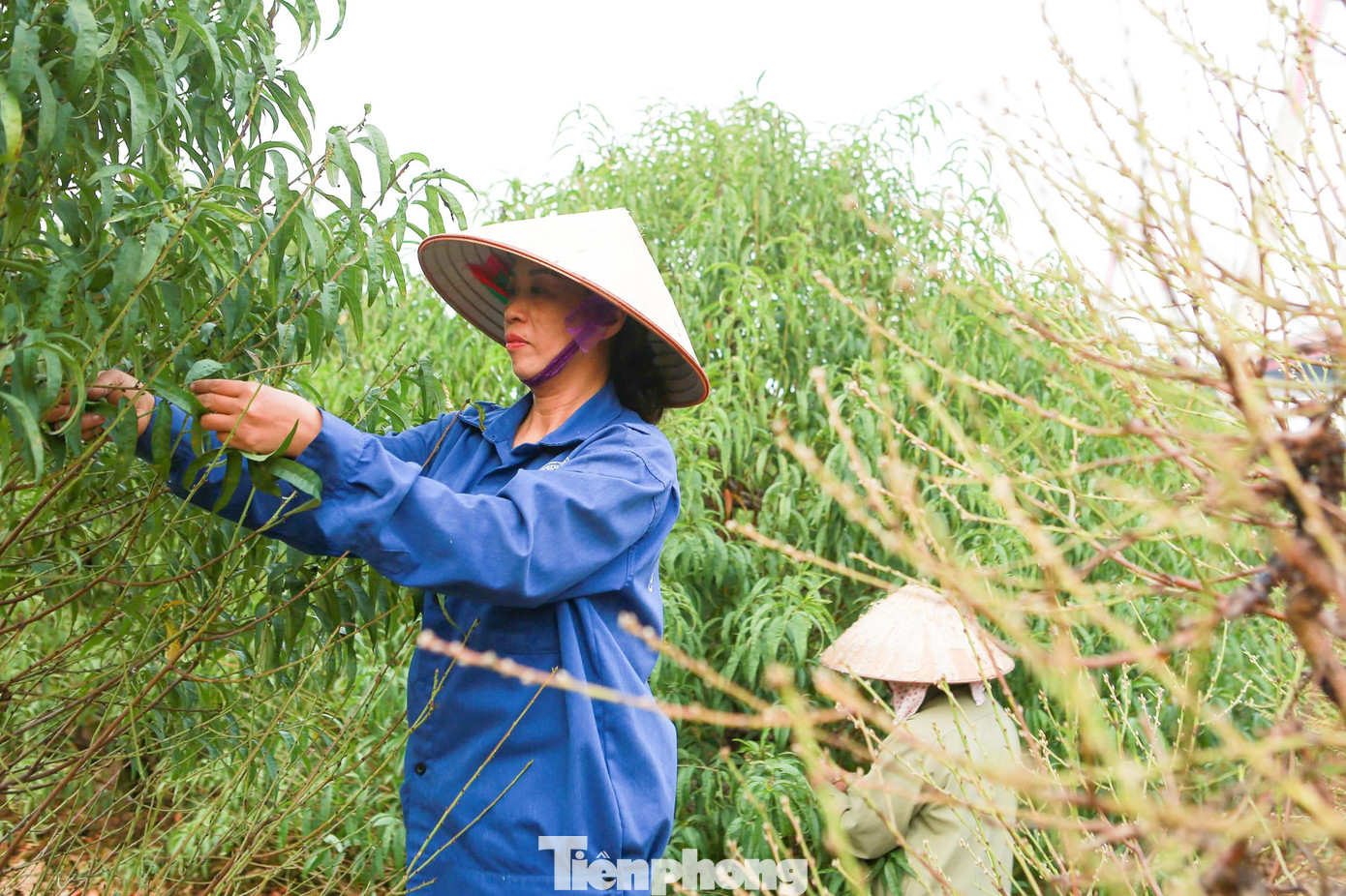 Chị Đỗ Hồng Yến - chủ vườn đào Dũng Yến cho biết: “Năm nay chúng tôi chủ động tuốt lá sớm, hầu hết cây đào thế chúng tôi sẽ tuốt trước, cây đào cành sẽ tuốt sau, các công đoạn tuốt lá phải được canh thực hiện đúng thời điểm, thời tiết thuận lợi thì đào sẽ cho ra hoa to đều, đẹp đúng dịp Tết".