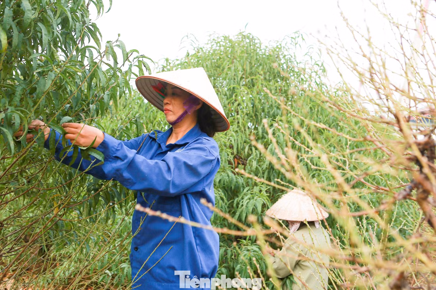Chị Đỗ Hồng Yến - chủ vườn đào Dũng Yến cho biết: “Năm nay chúng tôi chủ động tuốt lá sớm, hầu hết cây đào thế chúng tôi sẽ tuốt trước, cây đào cành sẽ tuốt sau, các công đoạn tuốt lá phải được canh thực hiện đúng thời điểm, thời tiết thuận lợi thì đào sẽ cho ra hoa to đều, đẹp đúng dịp Tết".