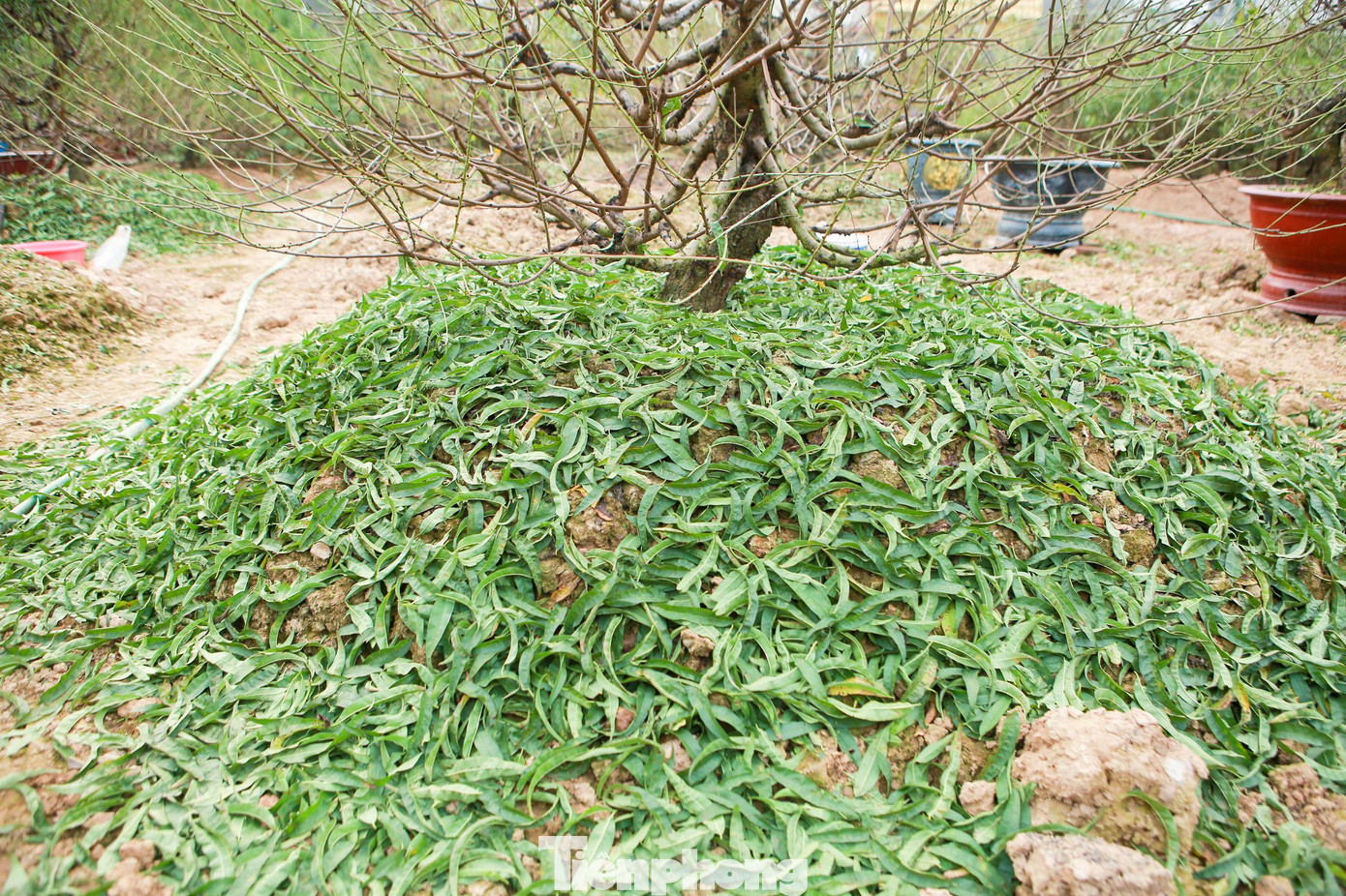 Người dân cho biết, việc tuốt lá đào phải được thực hiện đúng thời gian để đào có thể ra được mắt và nuôi dưỡng mắt đào, cho ra những nụ hoa to, đẹp và đều đúng dịp Tết Nguyên đán.