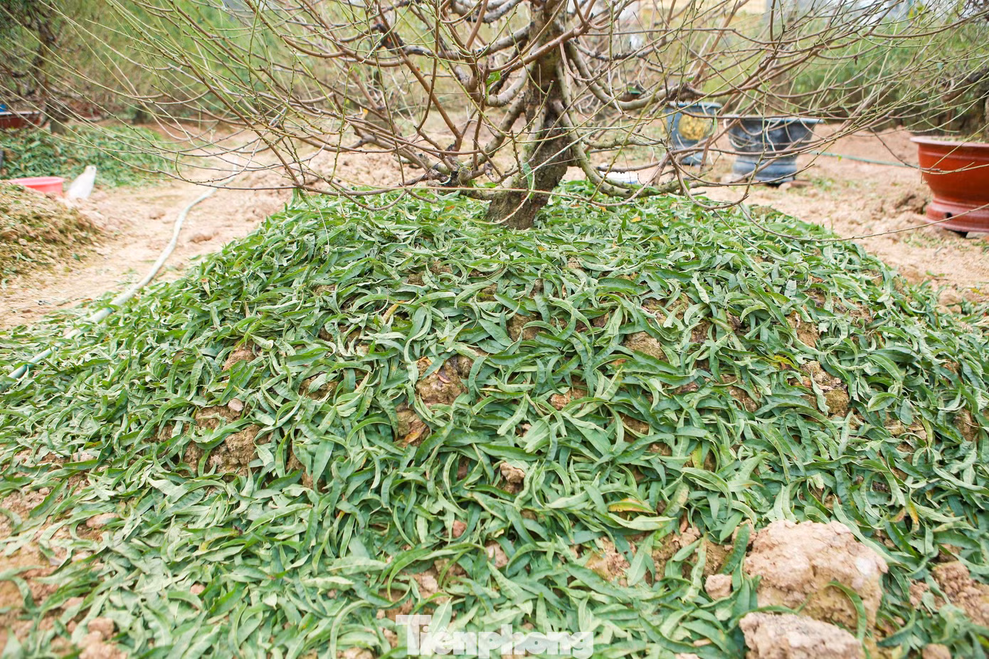Người dân cho biết, việc tuốt lá đào phải được thực hiện đúng thời gian để đào có thể ra được mắt và nuôi dưỡng mắt đào, cho ra những nụ hoa to, đẹp và đều đúng dịp Tết Nguyên đán.