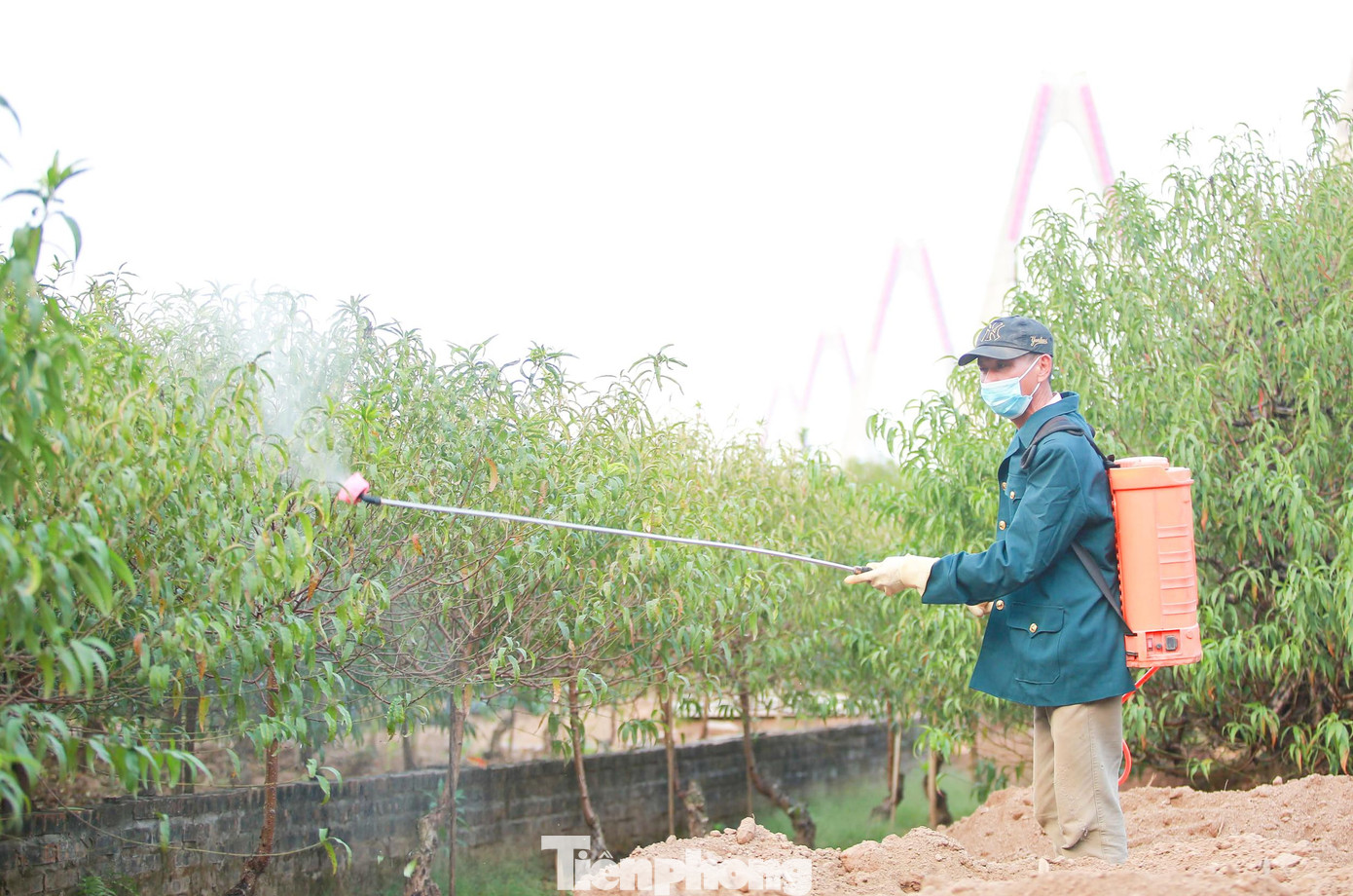 Năm nay mùa đông đến muộn hơn mọi năm, những hộ gia đình tại vườn đào Nhật Tân vừa tất bật, hối hả chăm sóc đào, vừa phải canh xem thời tiết, thấp thỏm tính toán ngày sao cho đào bung nở đẹp nhất đúng dịp Tết Nguyên đán.