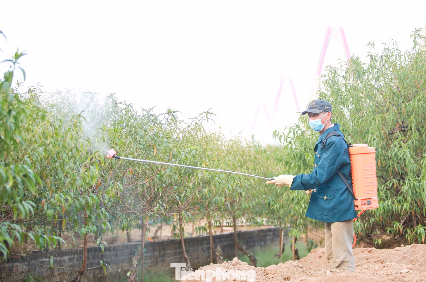 Năm nay mùa đông đến muộn hơn mọi năm, những hộ gia đình tại vườn đào Nhật Tân vừa tất bật, hối hả chăm sóc đào, vừa phải canh xem thời tiết, thấp thỏm tính toán ngày sao cho đào bung nở đẹp nhất đúng dịp Tết Nguyên đán.
