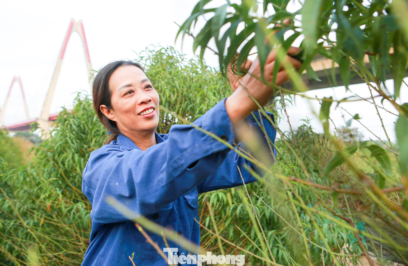 Theo ghi nhận của báo Tiền Phong, thời gian này các vườn trồng đào tại Nhật Tân (quận Tây Hồ, Hà Nội) lại tất bật vào vụ tuốt lá, chuẩn bị cho công đoạn nuôi mắt, cho đào ra nụ.