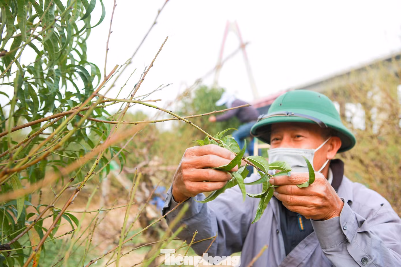 Theo kinh nghiệm lâu năm của người dân trồng đào, việc tuốt lá được coi là một trong những khâu quan trọng nhất, quyết định vụ mùa có mang lại lợi nhuận hay không.