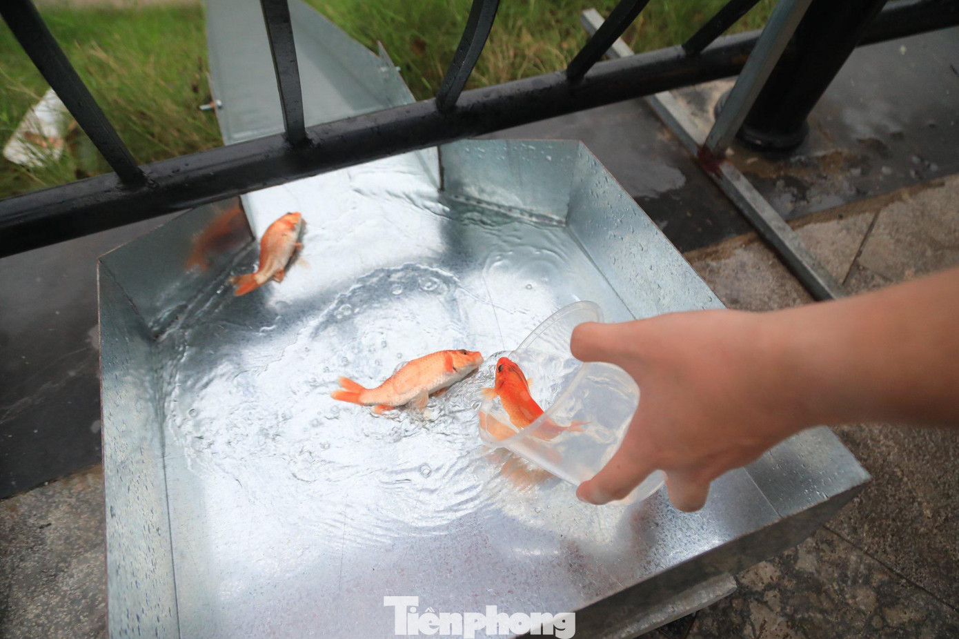 Để giúp người dân dễ dàng thả cá chép xuống ao, hồ, nhiều nơi đã lắp những "máng trượt" riêng độc đáo như thế này.