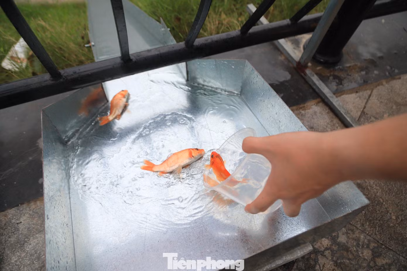 Để giúp người dân dễ dàng thả cá chép xuống ao, hồ, nhiều nơi đã lắp những "máng trượt" riêng độc đáo như thế này.